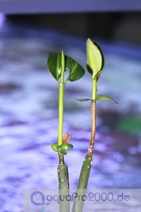 2 Stück Rote Mangrove - Rhizopora mangle Pflanzen Meeresalge Alge Meerwasser - Bild 1 von 2