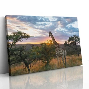 Póster de arte de pared enmarcado con imagen con impresión en lienzo de jirafa en llanuras africanas al amanecer - Imagen 1 de 23