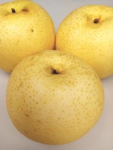 Asian Sand Pear Pyrus Pyrifolia 沙梨种子 - 10 Seeds - Edible Fruit Tree USA - Picture 1 of 3