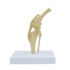 1:1 Anatomical Dog Knee Joint Model for Pet Hospital Veterinarian Study