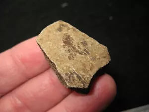 Pleistocene ice age Turtle fossil nuchal scute bone shell Pseudemys nelsoni #4 - Picture 1 of 3