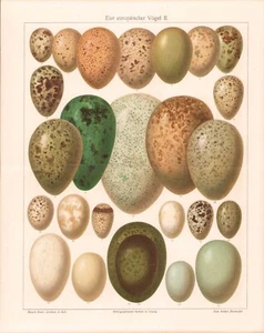 c1900 EUROPEAN BIRD EGGS CHROMOLITHOGRAPH #1 12" x 9.75" - Picture 1 of 2
