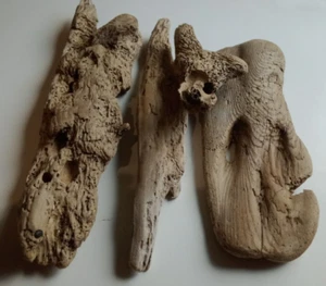 4 Pc. Driftwood Lot Riddled With Holes & Tunnels 7" to 14" Teredo Navalis Gribbl - Picture 1 of 22