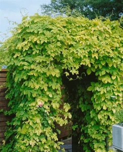 Humulus lupulus 'Aureus', Gold-Hopfen, gelbgrün, 40–60 cm - Bild 1 von 8