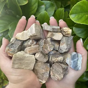 500 Grams Of Rough Petrified Wood Chunks "RANDOM PICK" (BULK LOT) - Picture 1 of 5
