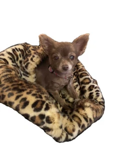 Tiger Dreamz - Trundle Haustierbett 3 Wege - Leopard - Bild 1 von 1