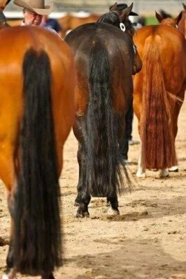 New KATHYS TAIL Extension 1lb 36" Blunt Cut Choice of color Free Bag - Image 1 of 4