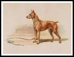 MINIATURE PINSCHER LOVELY VINTAGE STYLE DOG ART PRINT POSTER - Picture 1 of 1