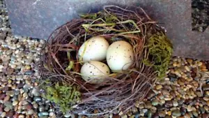 EGG 3 uccellini rustici 5" nuovi con etichette in NEST ramoscello paglia muschio decorazione ornamento artigianato - Foto 1 di 1