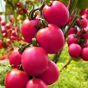 WOW! Russische Selektion 10 + Samen Tomate "De-Barao rosa"SEHR LECKER, Samenfest - Bild 1 von 4