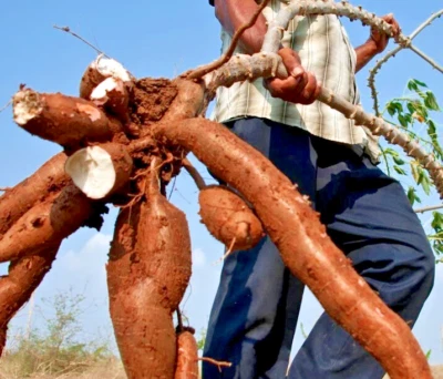 5 Sweet Red Cassava Yuca Cuttings - Nutritious Vegetable - Easy to Grow - Image 1 of 4