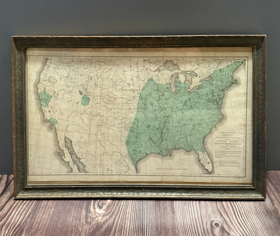 Antiguo Mapa Julio Bien 1890 - Distribución de Peronospora Viticola EE. UU. - Enmarcado Foto 1 de 4