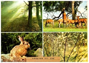 Greetings From Ede, Netherlands Multiview Postcard Postmarked 1975 - Picture 1 of 2