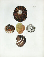 1757 George Wolfgang Knorr Sea Seashell Print Shell - Shells #21