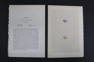 Birds, Nests, Eggs, F.O.Morris, 1875 - Picture 1 of 3