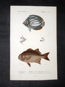 ORBIGNY - BUTTERFLY FISH - Plate 8. Original HC Lithograph - Printed in 1849 - Picture 1 of 1