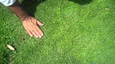 Dormant Zoysia 草满根茎/石器 适用于 10-15 个或更多插头  — 第 1/4 张图片