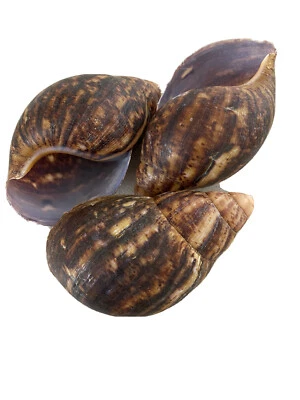 EMPTY SHELLS OF AFRICA GIANT LAND SNAIL - 3 Shells For £20. Ornaments & Aquarium - Image 1 of 4