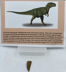 Dientes de rapaz Abelisaurus dinosaurio cretácico Marruecos certificado de autenticidad real sin reparación A22 - Imagen 1 de 2