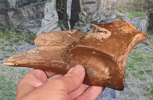 Bison Bone Fossil. Pleistocene Ice Age 155mm x 90mm Boxed - Picture 1 of 9