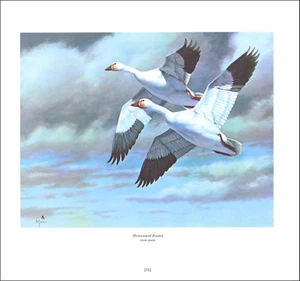 Imagen de cielo volador pato ganso pájaro ganso ganso ganso 1978 impresión vintage de David Maass - Imagen 1 de 3