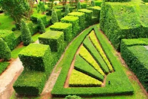 Common English Boxwood Tree Seeds (Buxus sempervirens) 150 seeds! - Picture 1 of 7