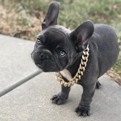 Collar de moda para mascotas perros gatos 10 mm 16" ~ 30" Miami Cuban Bling cadena Foto 1 de 4