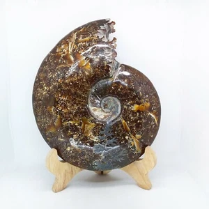 Ammonite, Fossil, 8.5", 4.5 lbs, specimen, stand, polished, gemstone, #R-3319 - Picture 1 of 12