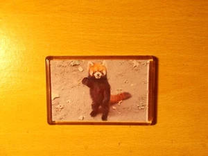 Kühlschrankmagnet roter Panda winkendes Foto - Bild 1 von 2
