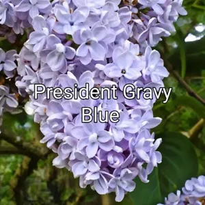 LILAC PLANTS - PRESIDENT GREVY - BLUE - Picture 1 of 1