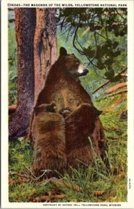 Haynes Postcard Madonna of the Wilds Black Bear Yellowstone Park VTG Unposted - Picture 1 of 2