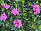 50 Rhododendron dauricum Seeds, Daurian rhododendron Seed, Arctic Pearl Seeds