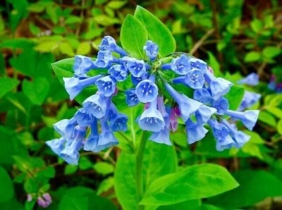 Virginia Bluebell Package Of 25 Bare-Root - Mertensia Virginica Perennial Plant - Image 1 of 4