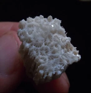 CORAL FOSSIL (CA61/50) NEW DISCOVERY Bohol, Philippines - Picture 1 of 5