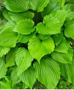 HOSTA 100 Mix of 4 Types - Picture 1 of 6