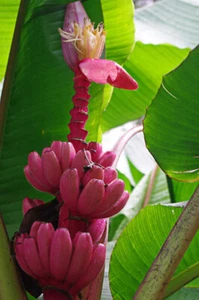 "10 SAMEN VON MUSA VELUTINA ""ROSA BANANE" - Bild 1 von 1