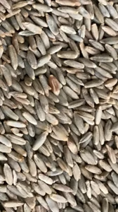 Roggen Brotroggen Futterroggen aus der Layenmühle Regional Roggenmehl 25kg - Bild 1 von 4