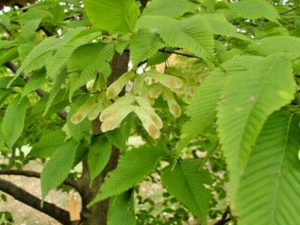 15 SEMI D'ACERO CARPINIFOLIUM ACERO CARPINIFOLIUM ACERO CARPINO - Foto 1 di 7