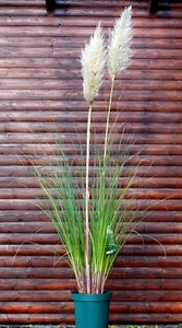 Pampasgras – Silbergras - weibliche Pflanze Cortaderia selloana im 7-Liter Topf - Bild 1 von 2