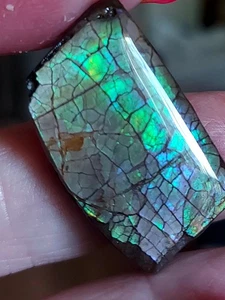 Ammolite Ammonite Coated Stone 30.5x18.5x6mm 17884 - Picture 1 of 4