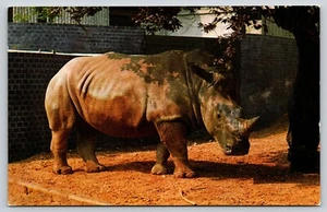 Postal de rinoceronte en el zoológico - Imagen 1 de 2