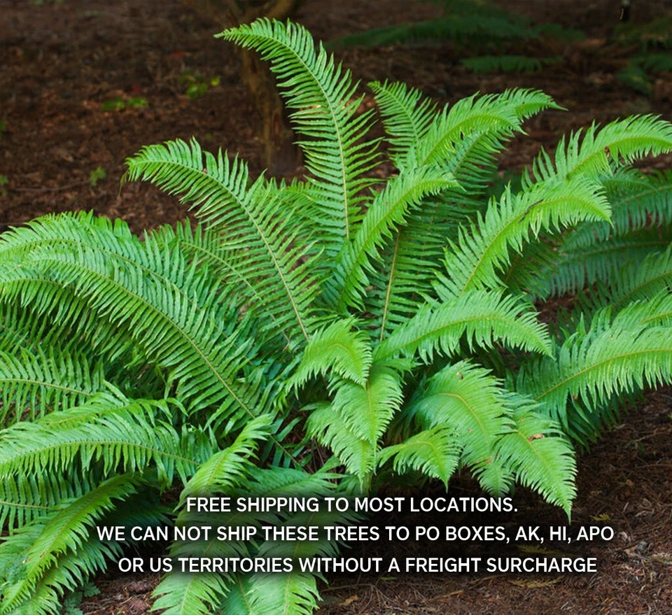 Western Sword Ferns (Polystichum Munitum) - Large 3.5 inch potted plants - Image 1 of 4