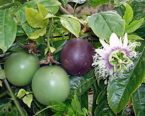 Maracuja - Passionsblume - Passiflora edulis - 5+ Samen - LECKERE FRÜCHTE! Gx 002 - Bild 1 von 1