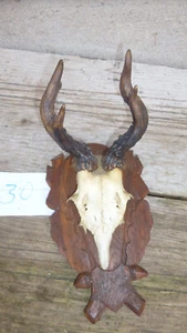 abnormal deer antler / real deer antler / abnormal deer horns / antler 30 - Picture 1 of 3