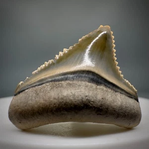 Colorful High Quality 1.03" Fossil MEGALODON Shark Tooth- Bone Valley - Picture 1 of 5