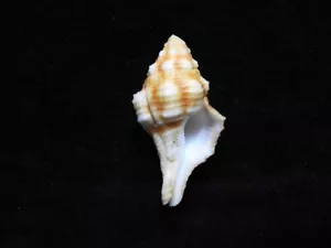Sea Shell Latirus barclayi 43,6 mm ID#7873 - Imagen 1 de 3