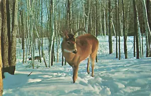Ciervo Buck con astas de pie en la nieve, postal vintage - Imagen 1 de 2