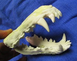 Medium sized canine canid jaws teeth cast taxidermy replica costume crafts - Picture 1 of 3