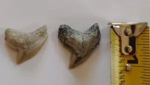 Tiger Shark Teeth (2) 1.25" and 1", Real - Picture 1 of 1