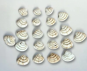 Imperial Venus Shells Lirophora clenchi 21 Pieces 0.5”-1” RARE Seashells - Picture 1 of 4